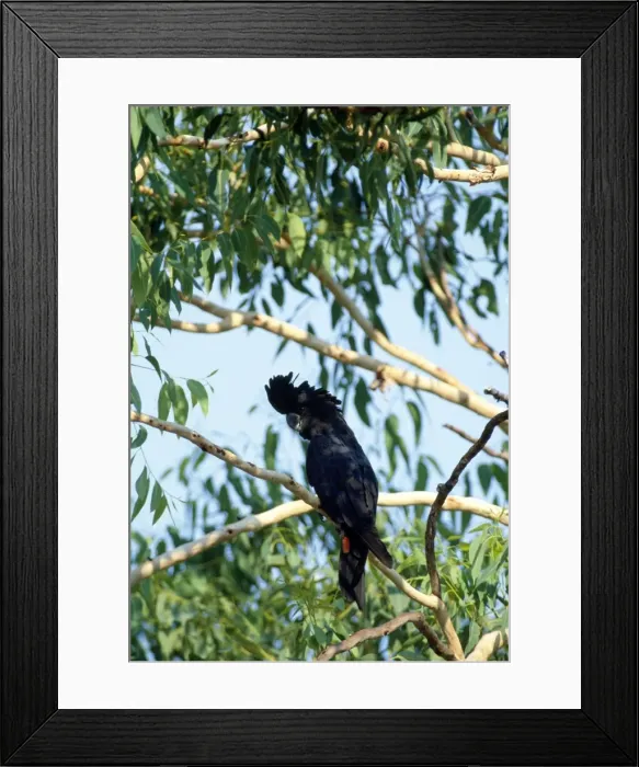 Framed Print : Picture No. 10852285 Framed Print : Picture No. 10852285