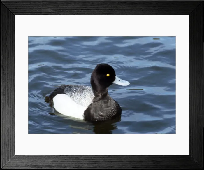 Framed Print : Picture No. 10852293 Framed Print : Picture No. 10852293