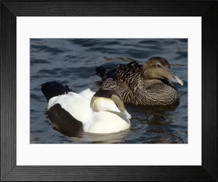 Framed Print : Picture No. 10852292 Framed Print : Picture No. 10852292