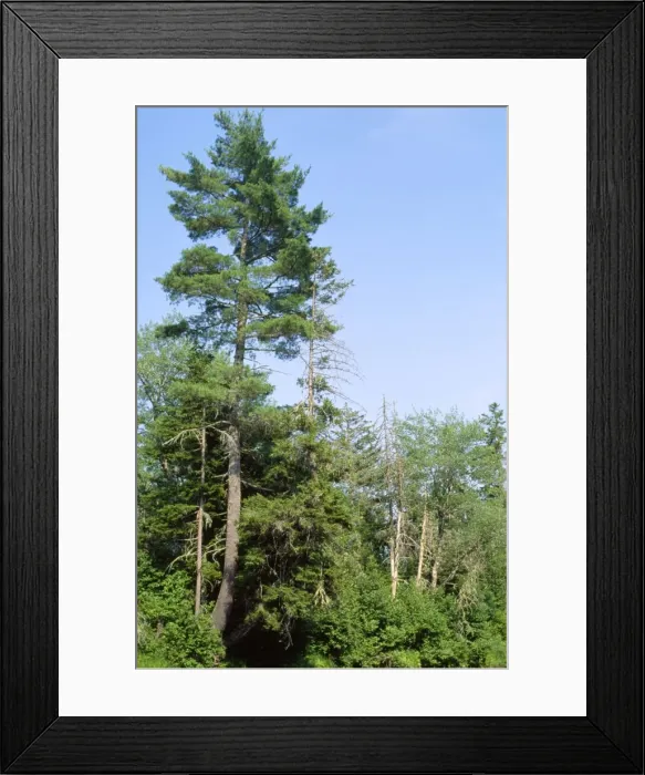 Framed Print : Picture No. 10852322 Framed Print : Picture No. 10852322