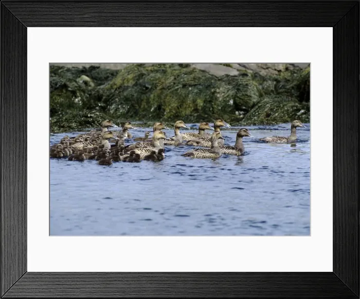 Framed Print : Picture No. 10852327 Framed Print : Picture No. 10852327
