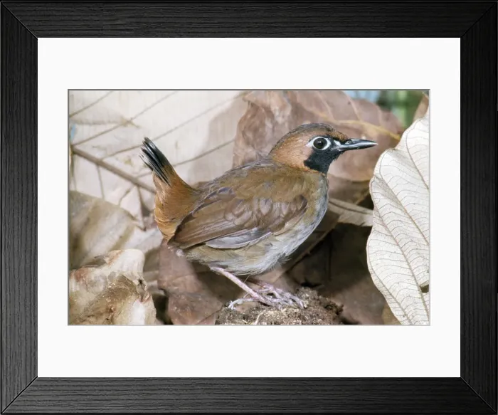 Framed Print : Picture No. 10852376