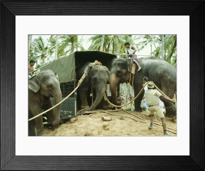 Framed Print : Picture No. 10852405 Framed Print : Picture No. 10852405