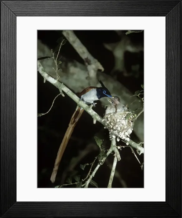 Framed Print : Picture No. 10852398 Framed Print : Picture No. 10852398