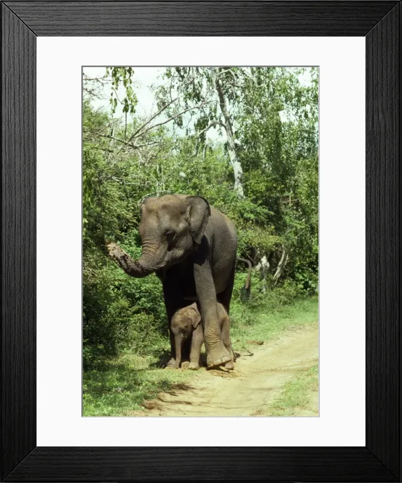 Framed Print : Picture No. 10852412 Framed Print : Picture No. 10852412
