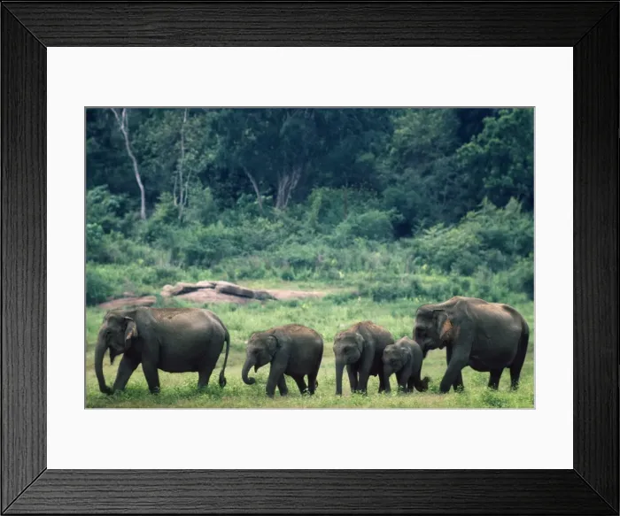 Framed Print : Picture No. 10852419 Framed Print : Picture No. 10852419
