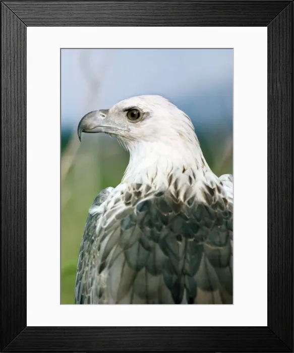 Framed Print : Picture No. 10852424 Framed Print : Picture No. 10852424