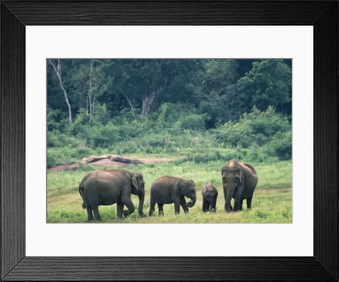 Framed Print : Picture No. 10852418 Framed Print : Picture No. 10852418