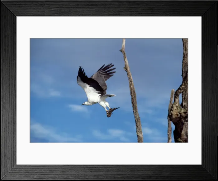 Framed Print : Picture No. 10852428 Framed Print : Picture No. 10852428