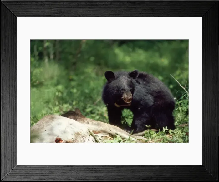 Framed Print : Picture No. 10852435 Framed Print : Picture No. 10852435