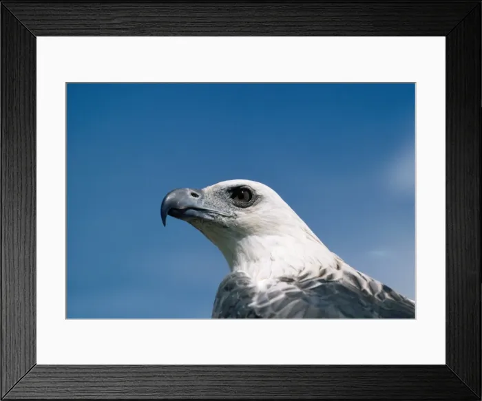 Framed Print : Picture No. 10852422 Framed Print : Picture No. 10852422