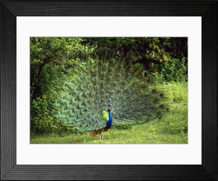 Framed Print : Picture No. 10852406 Framed Print : Picture No. 10852406