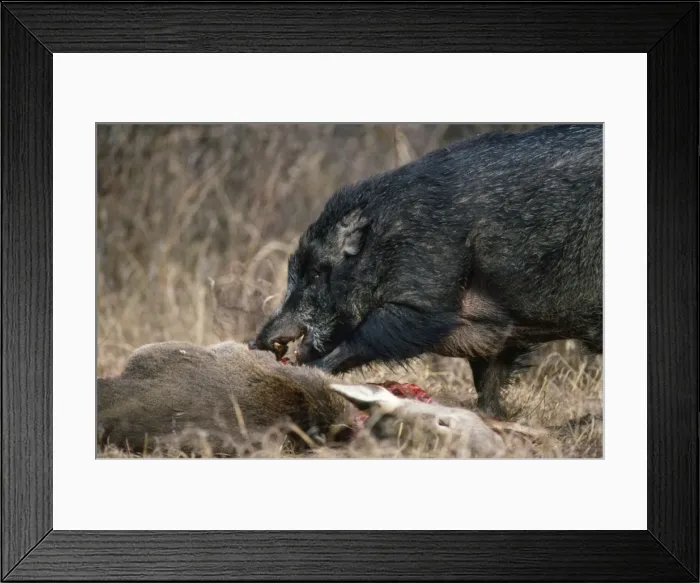Framed Print : Picture No. 10852432 Framed Print : Picture No. 10852432