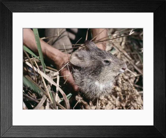Framed Print : Picture No. 10852466 Framed Print : Picture No. 10852466