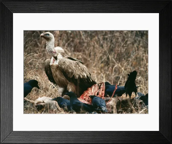 Framed Print : Picture No. 10852439