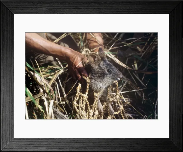 Framed Print : Picture No. 10852465 Framed Print : Picture No. 10852465