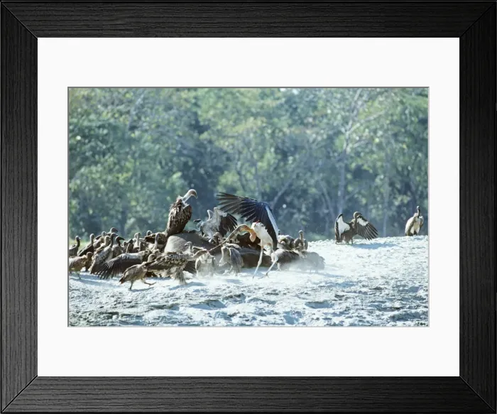 Framed Print : Picture No. 10852469 Framed Print : Picture No. 10852469