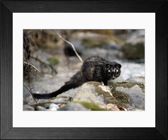 Framed Print : Picture No. 10852433 Framed Print : Picture No. 10852433