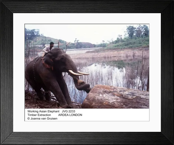 Framed Print : Picture No. 10852512 Framed Print : Picture No. 10852512