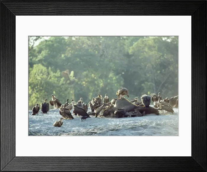 Framed Print : Picture No. 10852473 Framed Print : Picture No. 10852473