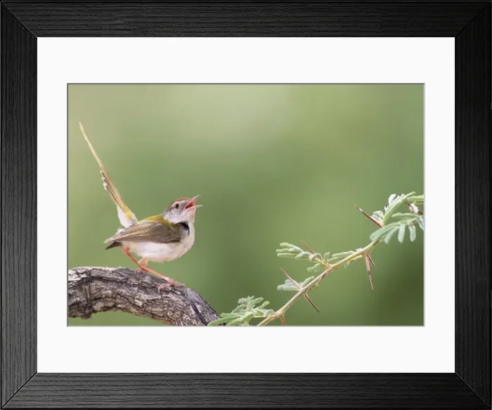 Framed Print : Picture No. 10852591 Framed Print : Picture No. 10852591