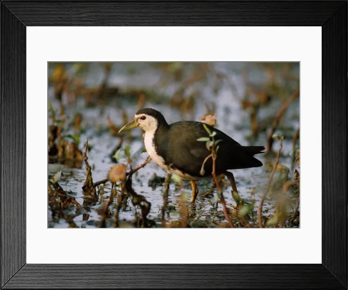 Framed Print : Picture No. 10852541 Framed Print : Picture No. 10852541