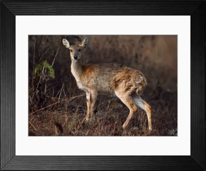 Framed Print : Picture No. 10852581