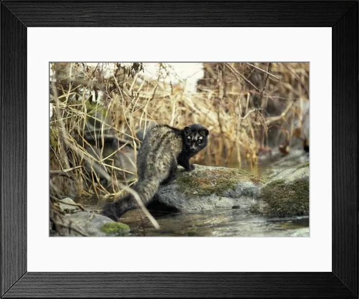 Framed Print : Picture No. 10852558 Framed Print : Picture No. 10852558