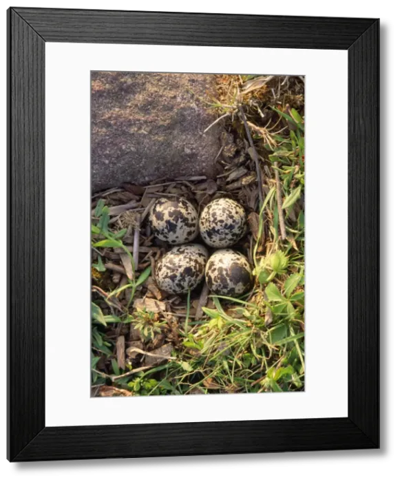 Framed Print : Picture No. 10852620 Framed Print : Picture No. 10852620