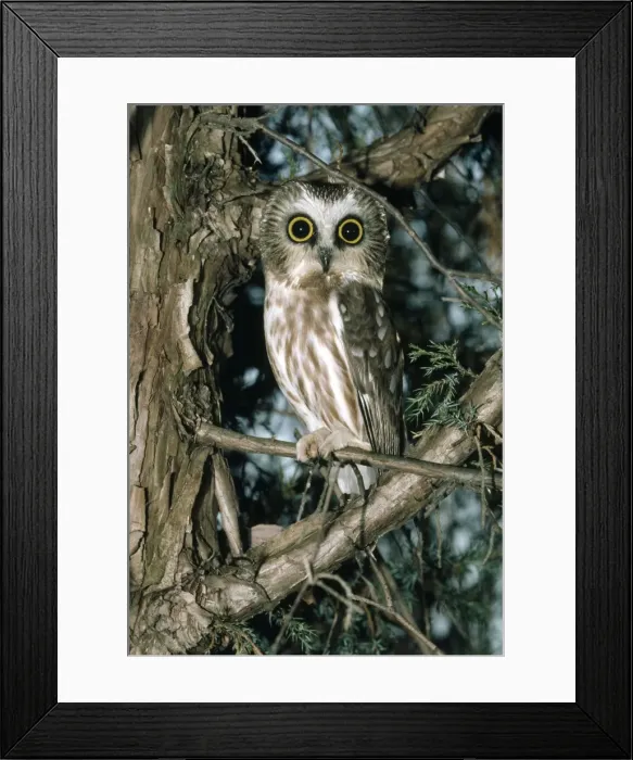 Framed Print : Picture No. 10852613 Framed Print : Picture No. 10852613