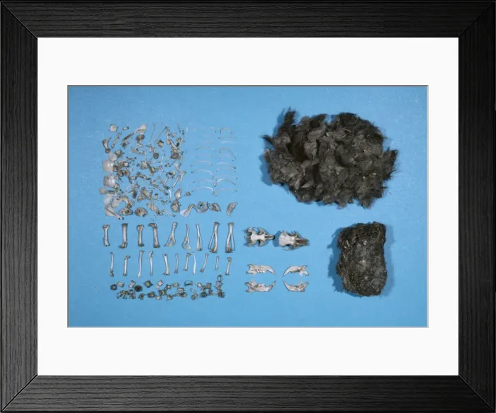 Framed Print : Picture No. 10852615 Framed Print : Picture No. 10852615