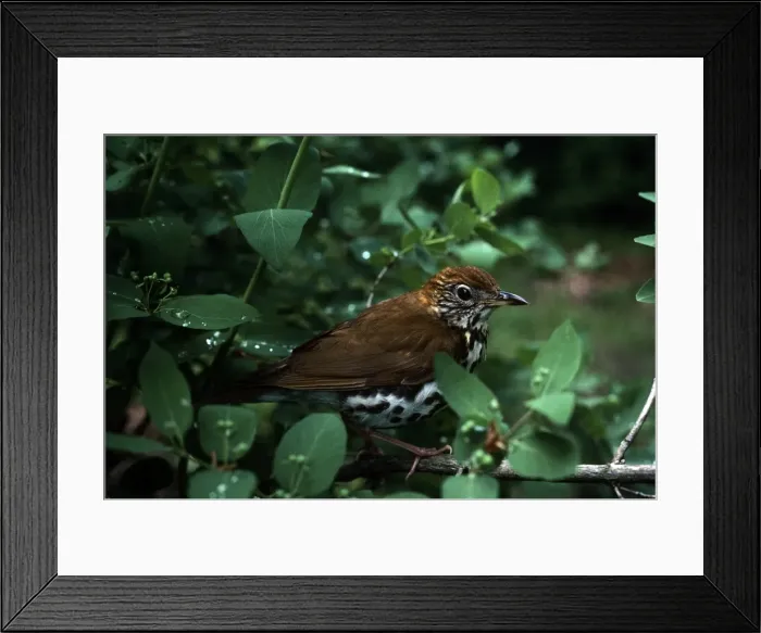 Framed Print : Picture No. 10852624 Framed Print : Picture No. 10852624
