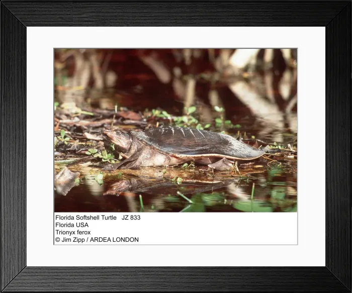 Framed Print : Picture No. 10852654