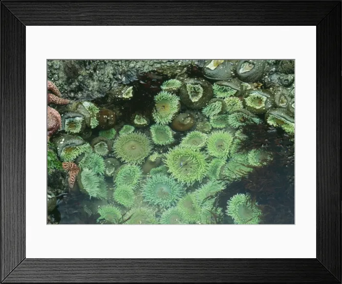 Framed Print : Picture No. 10852627 Framed Print : Picture No. 10852627