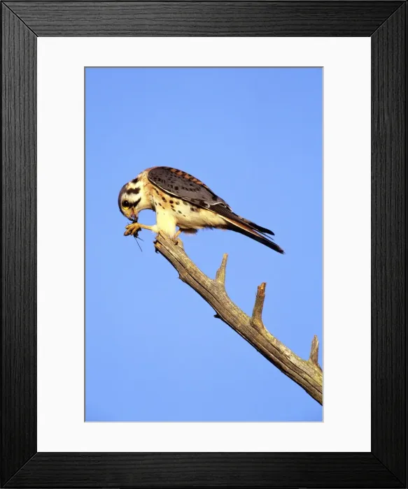 Framed Print : Picture No. 10852670 Framed Print : Picture No. 10852670