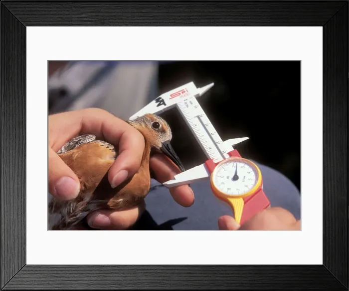 Framed Print : Picture No. 10852675 Framed Print : Picture No. 10852675
