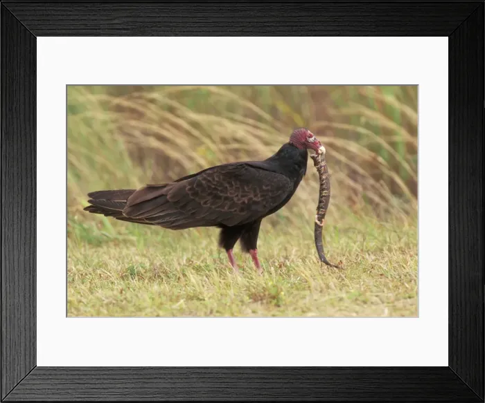 Framed Print : Picture No. 10852658 Framed Print : Picture No. 10852658