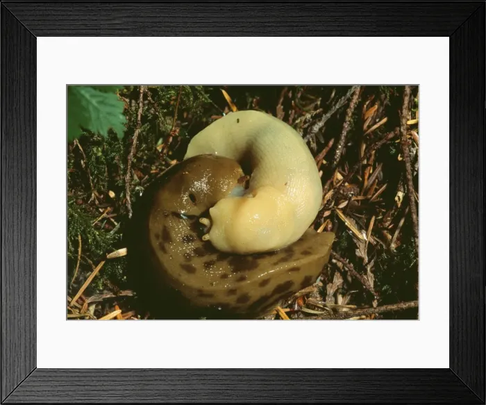 Framed Print : Picture No. 10852632 Framed Print : Picture No. 10852632