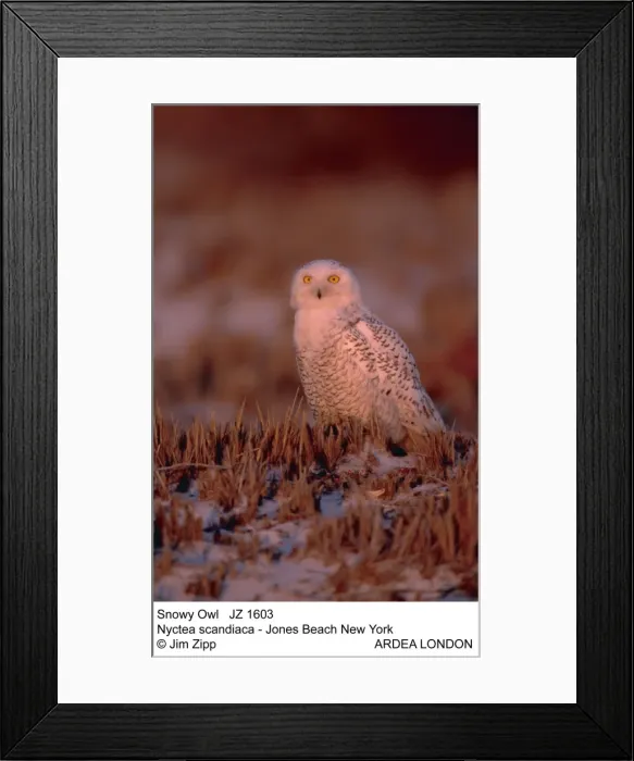 Framed Print : Picture No. 10852724 Framed Print : Picture No. 10852724