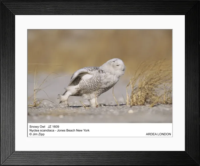 Framed Print : Picture No. 10852726 Framed Print : Picture No. 10852726