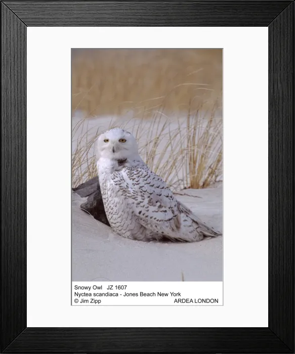 Framed Print : Picture No. 10852725 Framed Print : Picture No. 10852725