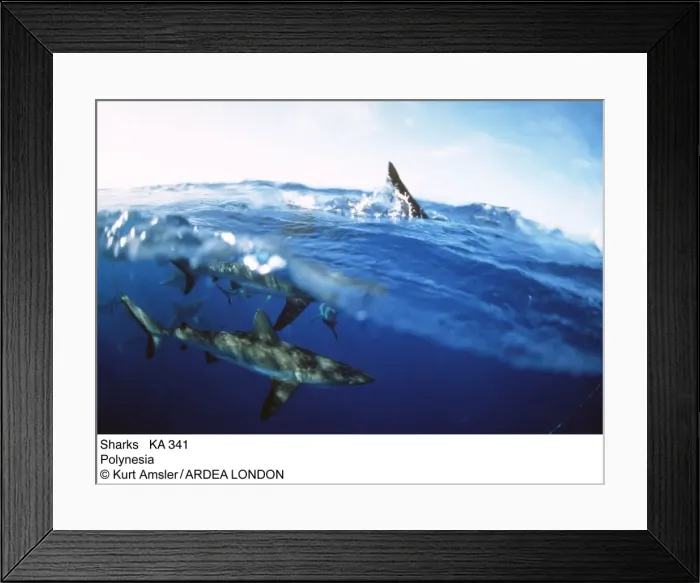 Framed Print : Picture No. 10852735 Framed Print : Picture No. 10852735