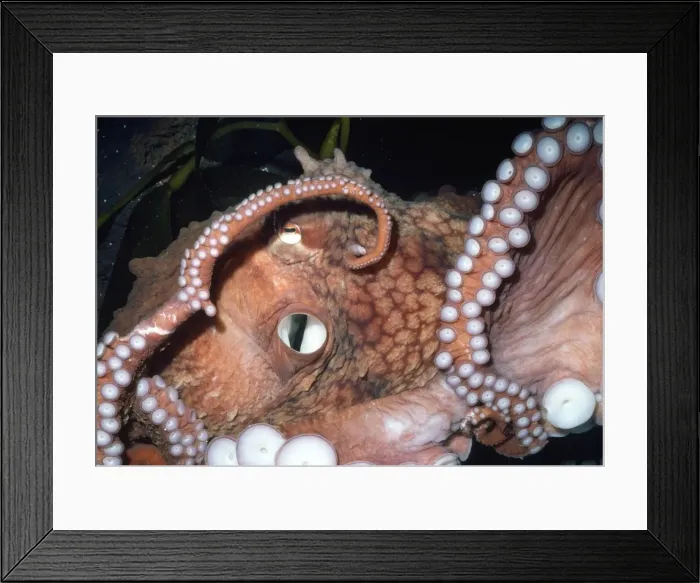 Framed Print : Picture No. 10852848 Framed Print : Picture No. 10852848