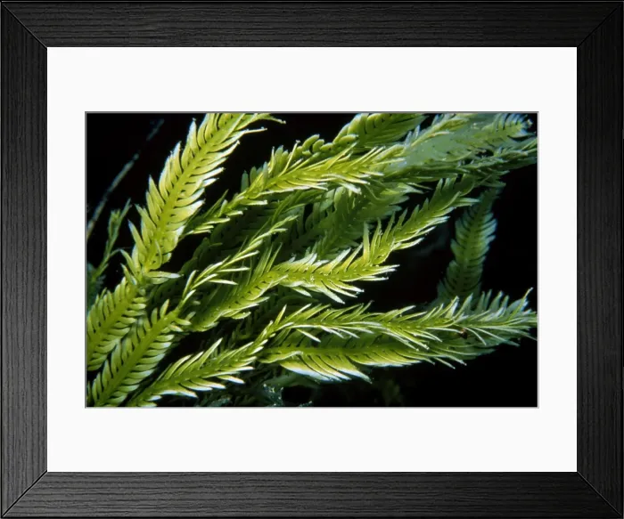 Framed Print : Picture No. 10852733 Framed Print : Picture No. 10852733