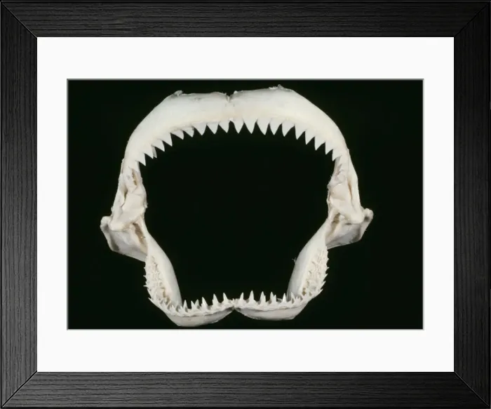 Framed Print : Picture No. 10852952 Framed Print : Picture No. 10852952
