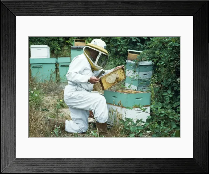 Framed Print : Picture No. 10852914 Framed Print : Picture No. 10852914