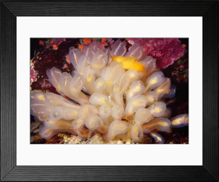 Framed Print : Picture No. 10852859 Framed Print : Picture No. 10852859