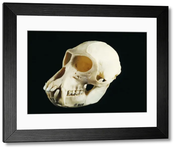 Framed Print : Picture No. 10852984 Framed Print : Picture No. 10852984