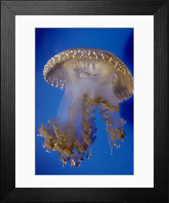 Framed Print : Picture No. 10852819