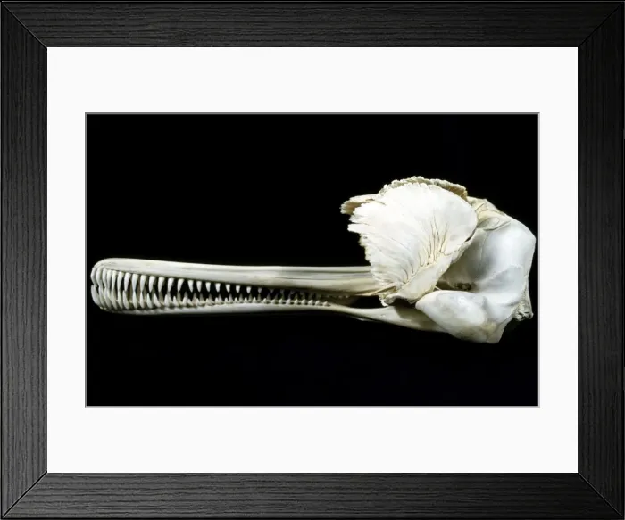 Framed Print : Picture No. 10853040 Framed Print : Picture No. 10853040